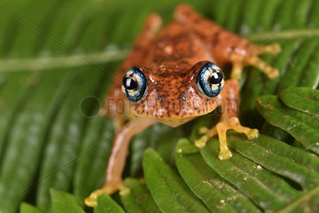 Fiery Bright-eyed Frog (Boophis pyrrhus)  Andasibe  Perinet  Region Alaotra-Mangoro  Madagascar