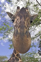 Portrait of an adult Giraffe Venezuela