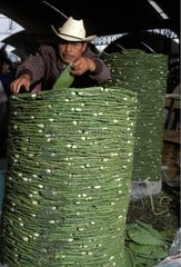 Kaktusblätter auf einem mexikanischen Markt gestapelt
