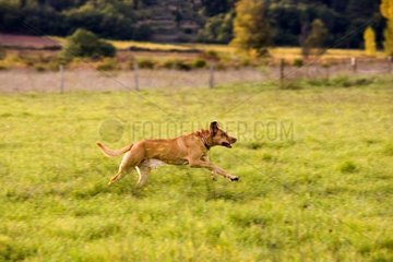 Bastardhund  der in einer Wiese Frankreich rennt