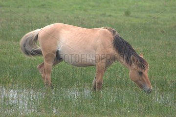 Horse of the Bay of the Somme grazing in a meadow marsh