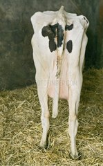 Holstein Kuh Sehr dÃ¼nner Anblick von Frankreich