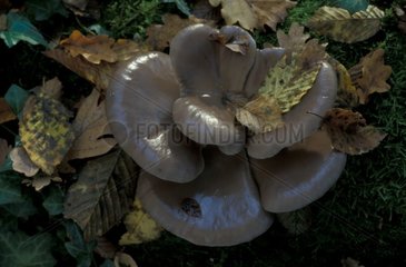 Oyster Mushroom on a stock in a forest of leafy trees