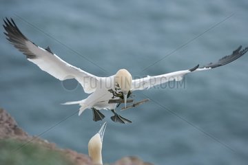 Northern gannet carrying back materials to build its nest
