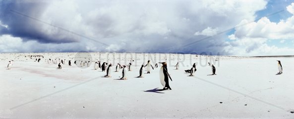 Colony of gentoo penguins and king penguin Falklands