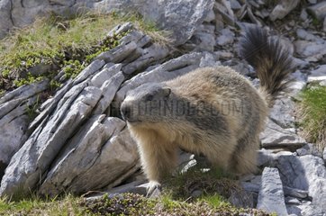 Alpine Marmot in Vanoise NP France