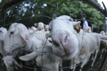 Transhumance of sheep herds in the Cevennes France