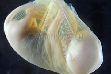Close-up of a bag contening a fetus a domestic cat Studio