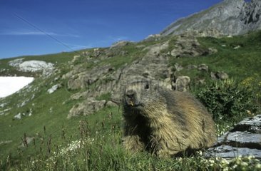 Marmotte des Alpes dans le massif de la Vanoise France