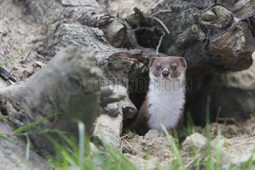 Least weasel at the entrance of a den Great-Britain