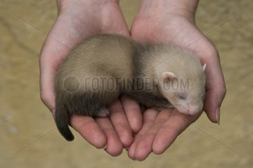 Young Ferret three-weeks old hand-held in Ferrets island