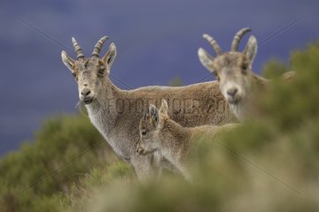 Female and young Spanish ibex in Sierra de Gredos Spain