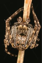 Spider male on a leaf Sieuras Ariège France
