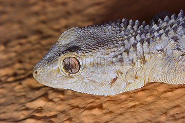 Kopf des maurischen Geckos