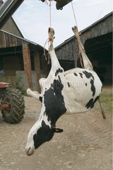 Struck down Prim' Holstein cow brought to renderring France