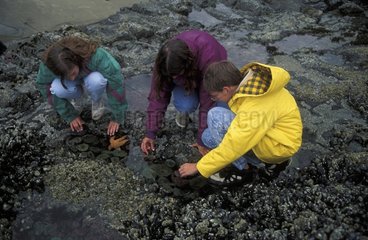 Enfants explorant à marée basse Cape perpetua Oregon USA
