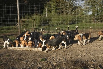 Breeding of Hound Basset hound to La Baume in Haute-Saône