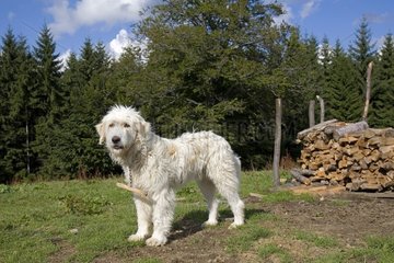 Hund Anti-Wolf und Anti-Bär vor einem Holzhaufen-Rumänien
