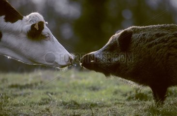 Tête à tête entre une vache Montbéliarde et femelle sanglier