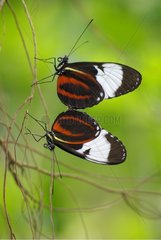 Blue and White Longwings mating in a tropical greenhouse