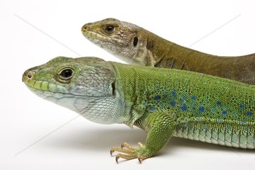North African Ocellated Lizards from Africa in studio