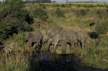 Eléphants d'Afrique à un point d'eau Masaï Mara Kenya