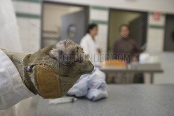 Young Western european hedgehog maintained in a glove