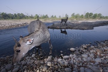 Nilgai male crossing the river in Bardia NP Nepal