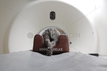 Dog from a scanner under general anesthesia France