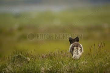 Arctic Fox going away in a meadow in Iceland