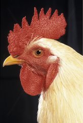 Portrait of a rooster Gâtinaise breed France