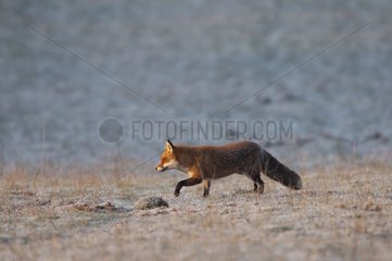 Roter Fuchs bei der Jagd in Wintervosges France