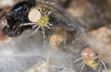 Young Spiders France