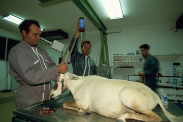 Pflege eines Oryx  bevor Saudi -Arabien veröffentlichen