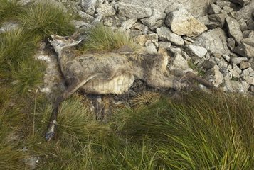 Chamois killed and ate by Wolves Mercantour National Park