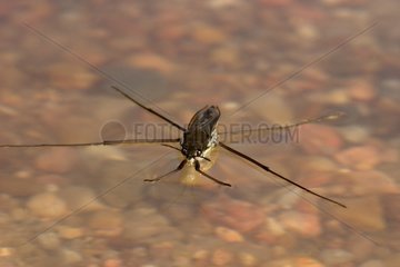 Water strider on the surface of water France [AT]