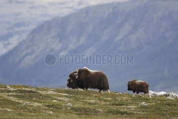 Muskox and its young in Dovrefjell NP Norway