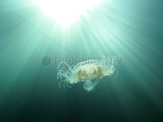 Freshwater jellyfish swimming in a gravel pit Rhone France