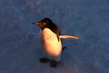 Adelie penguin flapping wings on the ice-floe Terre Adelie
