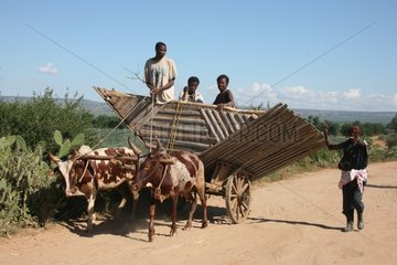 Cart pulled by two Zebus Amboazary Madagascar