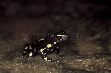 Green and Black Dart-poison Frog Panama