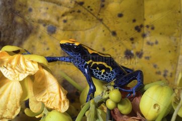 Dyeing dart frog moving French Guiana