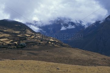 Arid mountain pastures Peru