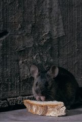 Common house mouse in an attic and stolen slice of bread
