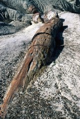 Tree fossilized in the desert of Arizona