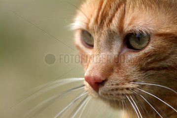 Portrait of a russet-red cat