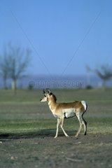 Pronghorn in displacement in spring United States