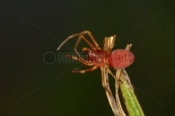 Male spider emitting a silk wire Sieuras Ariège France
