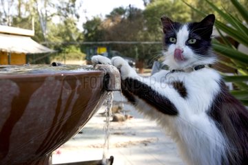 Cat drinking in a fountain in a sanctuary for cats Cyprus