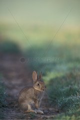 Young European Rabbit sitting in a path Picardie France